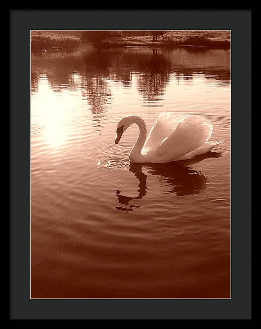 Swan Sunset - Framed Print