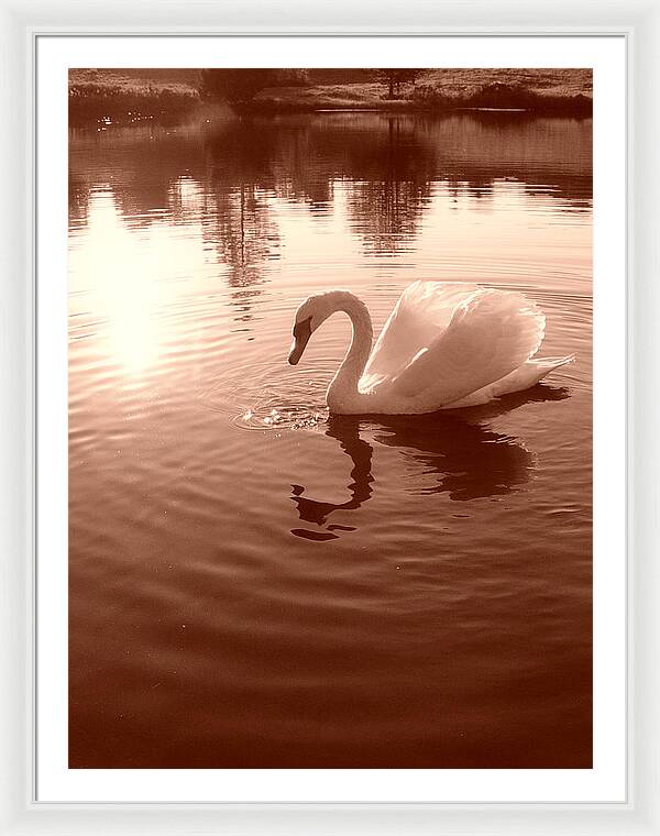 Swan Sunset - Framed Print