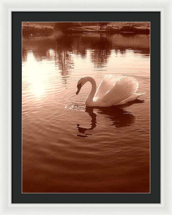 Swan Sunset - Framed Print