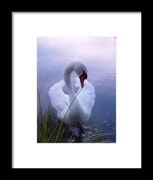 Beautiful Swan Images - Framed Print