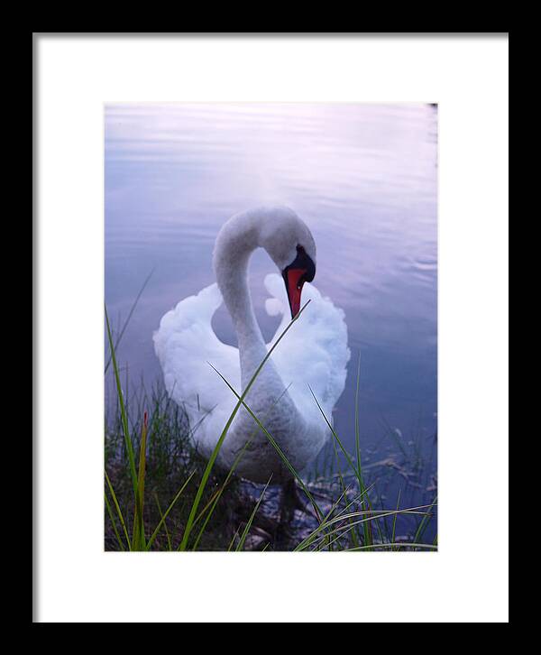 Beautiful Swan Images - Framed Print