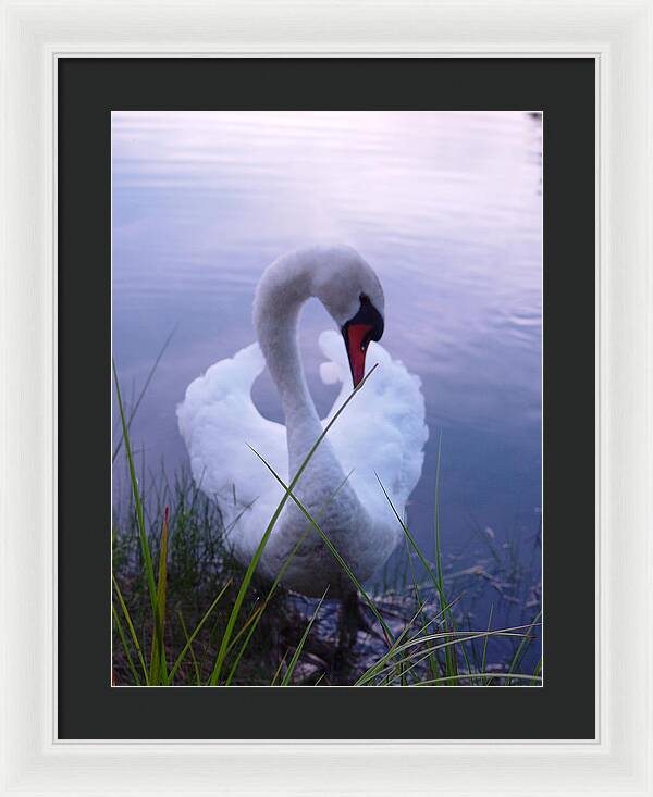 Beautiful Swan Images - Framed Print