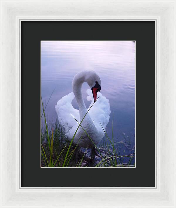 Beautiful Swan Images - Framed Print