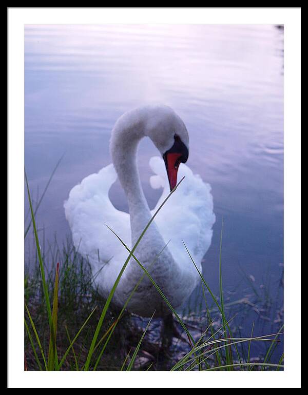 Beautiful Swan Images - Framed Print