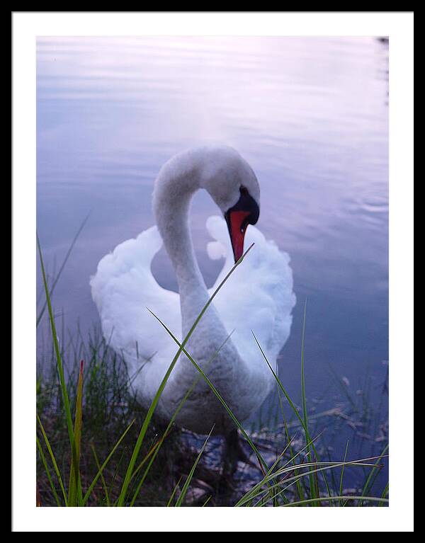 Beautiful Swan Images - Framed Print