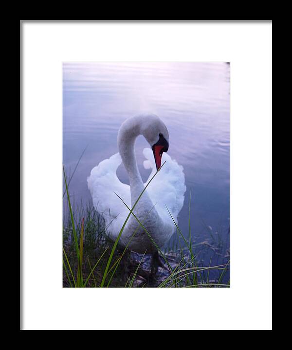 Beautiful Swan Images - Framed Print