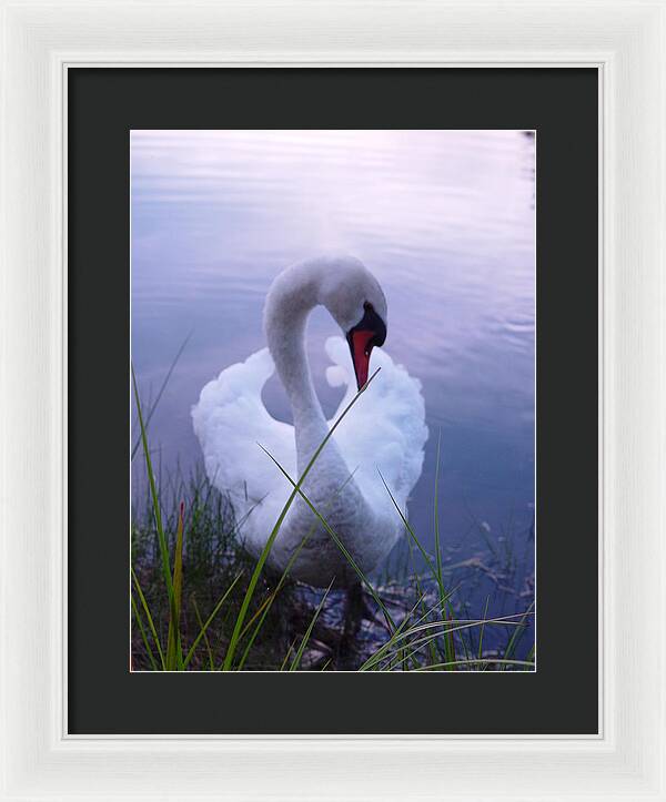 Beautiful Swan Images - Framed Print