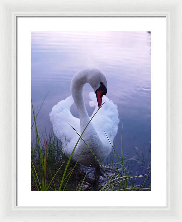 Beautiful Swan Images - Framed Print