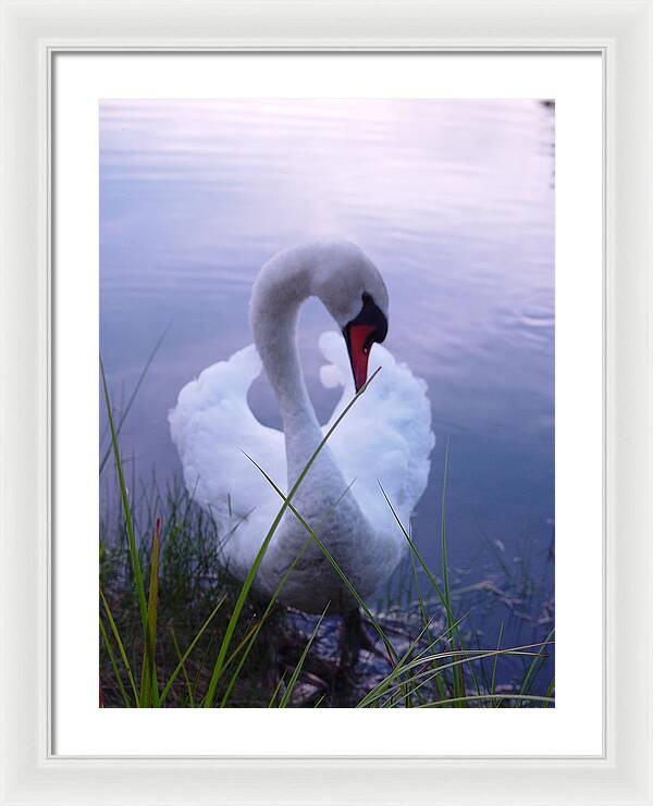 Beautiful Swan Images - Framed Print