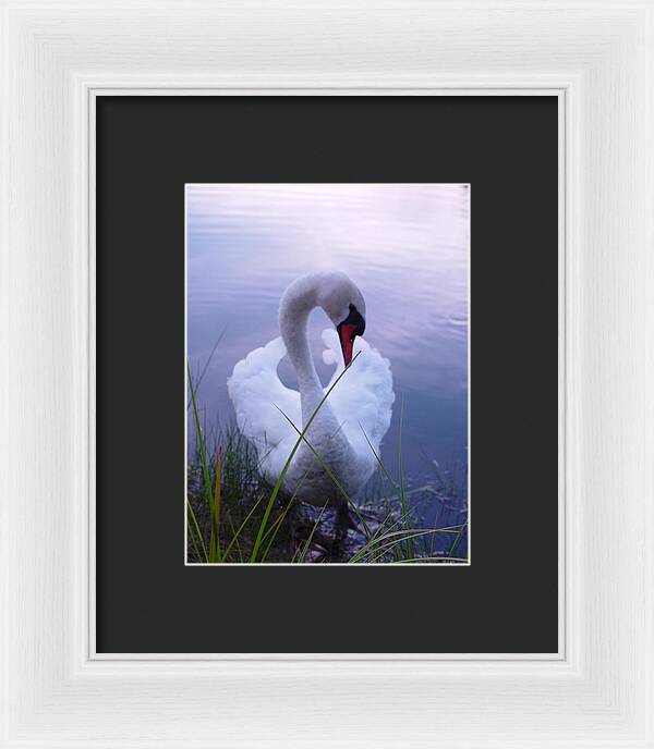 Beautiful Swan Images - Framed Print