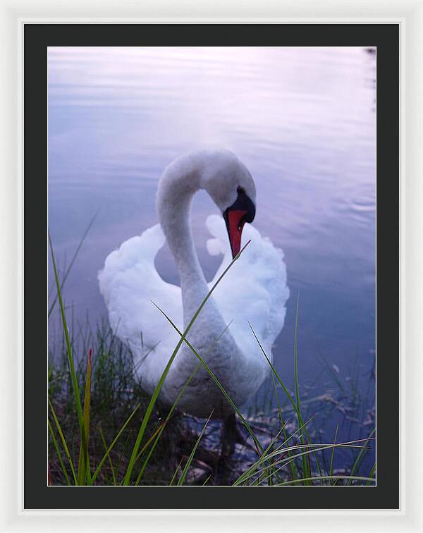 Beautiful Swan Images - Framed Print