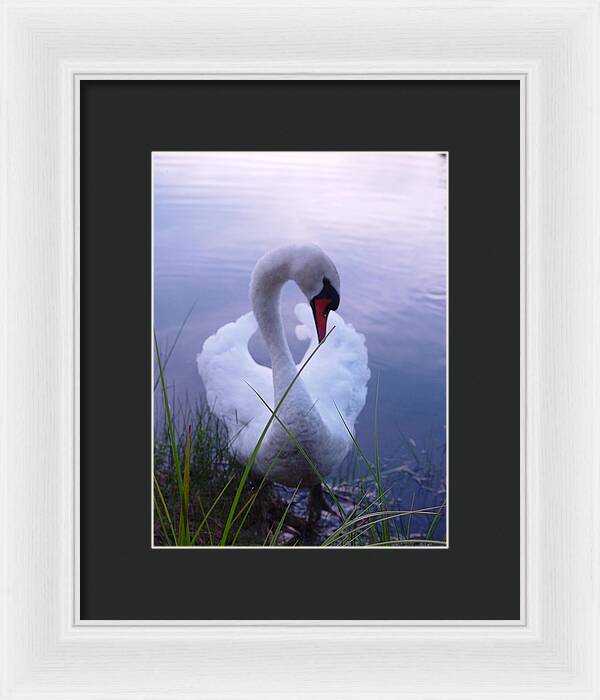 Beautiful Swan Images - Framed Print