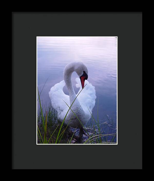 Beautiful Swan Images - Framed Print