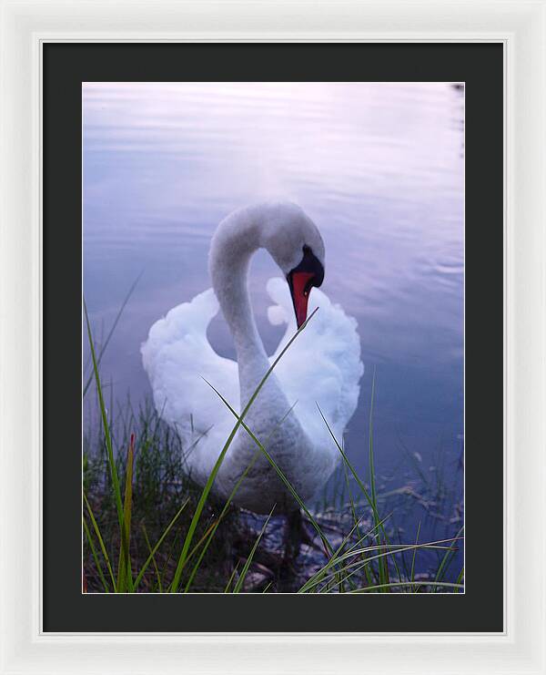 Beautiful Swan Images - Framed Print