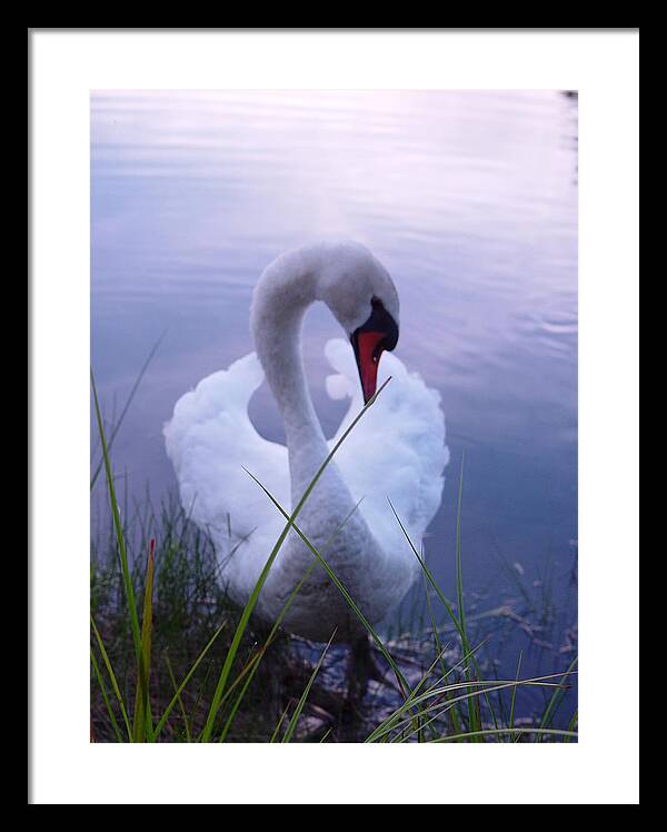 Beautiful Swan Images - Framed Print