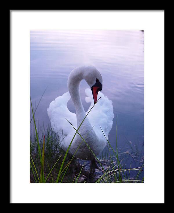 Beautiful Swan Images - Framed Print