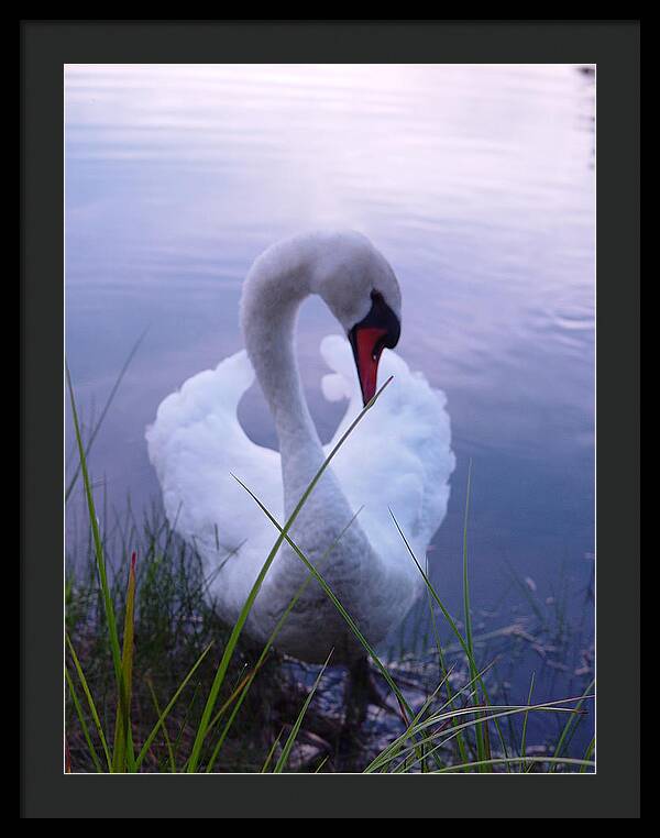 Beautiful Swan Images - Framed Print