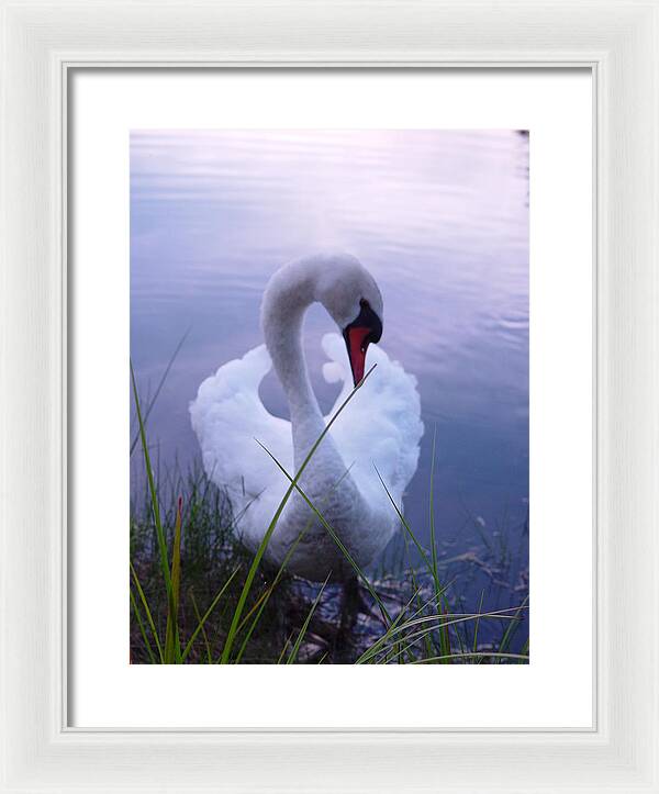 Beautiful Swan Images - Framed Print