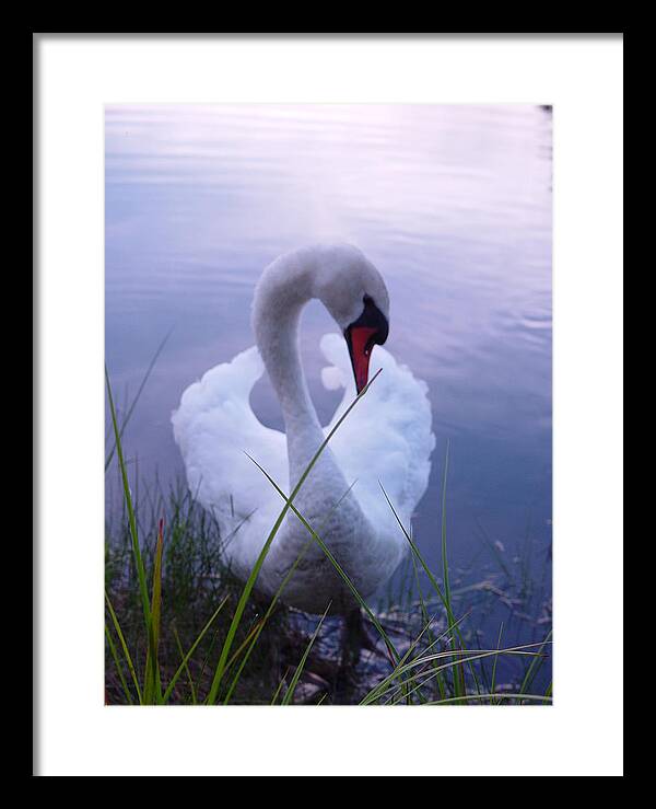 Beautiful Swan Images - Framed Print