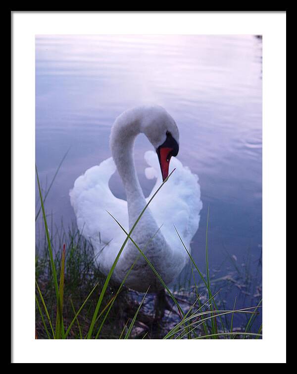 Beautiful Swan Images - Framed Print