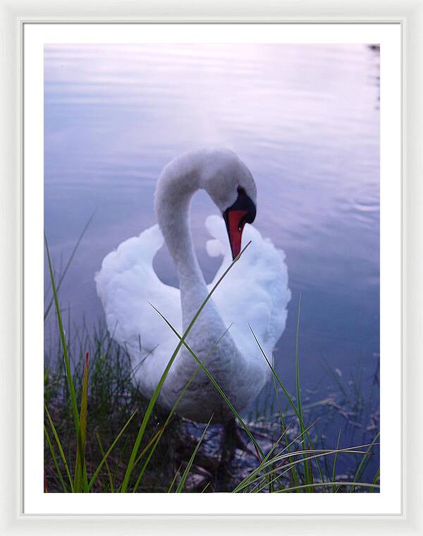 Beautiful Swan Images - Framed Print