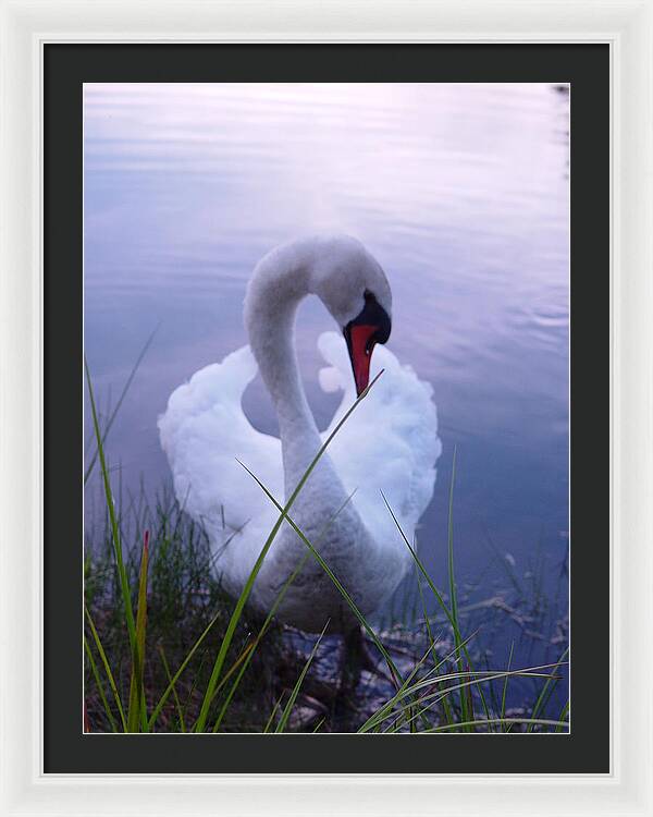 Beautiful Swan Images - Framed Print