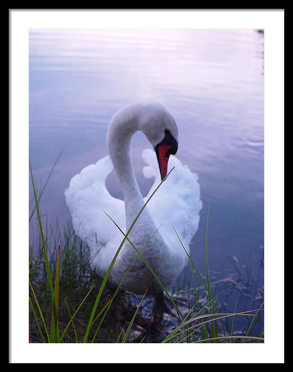 Beautiful Swan Images - Framed Print