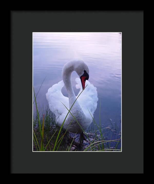 Beautiful Swan Images - Framed Print