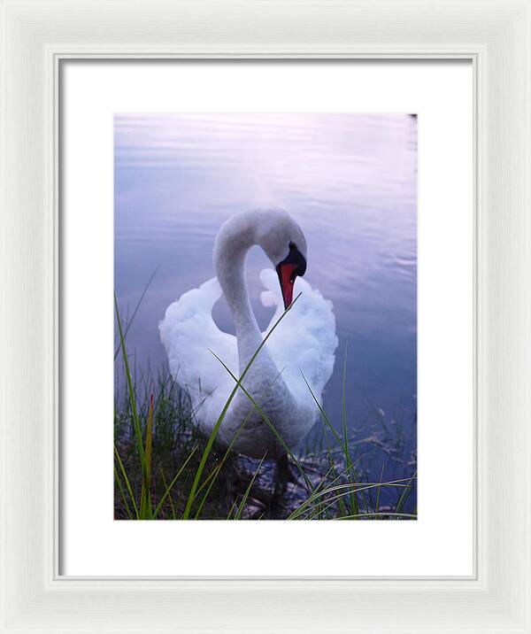 Beautiful Swan Images - Framed Print