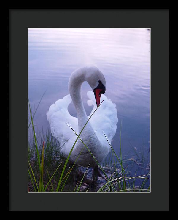 Beautiful Swan Images - Framed Print