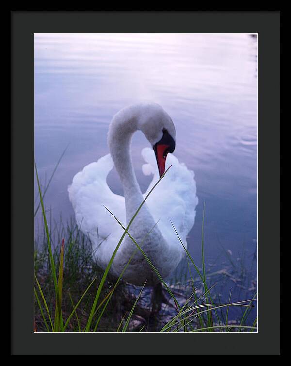 Beautiful Swan Images - Framed Print