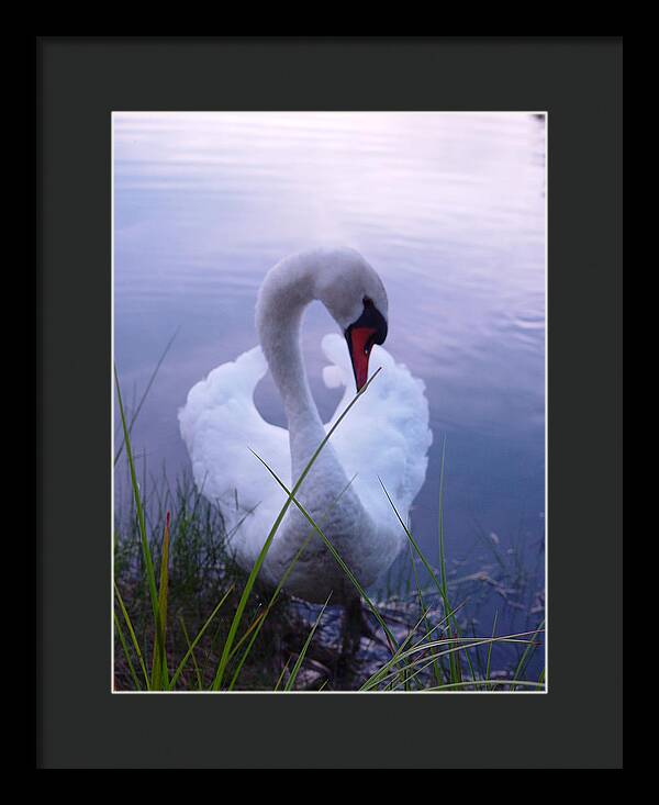 Beautiful Swan Images - Framed Print