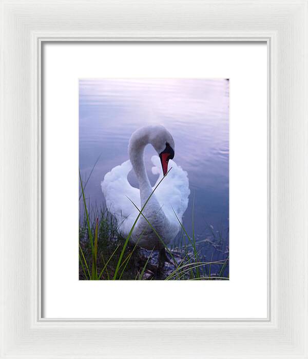 Beautiful Swan Images - Framed Print