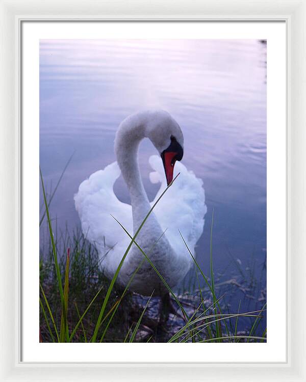 Beautiful Swan Images - Framed Print