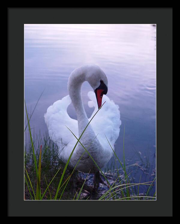 Beautiful Swan Images - Framed Print