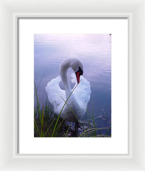 Beautiful Swan Images - Framed Print