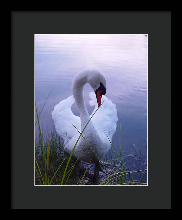 Beautiful Swan Images - Framed Print