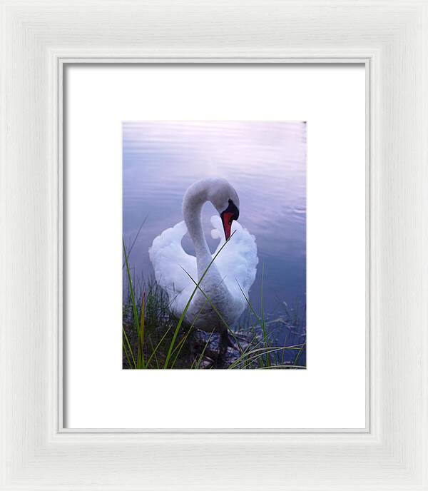 Beautiful Swan Images - Framed Print