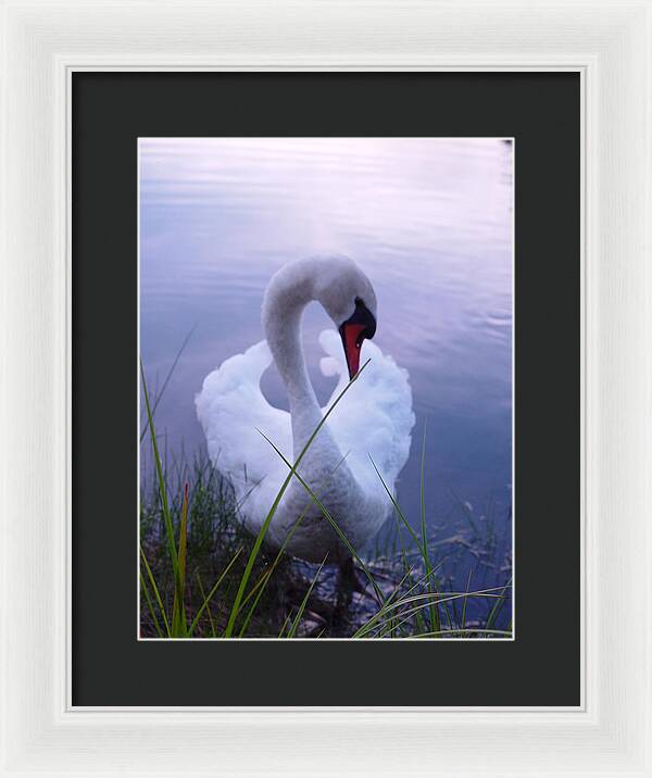 Beautiful Swan Images - Framed Print