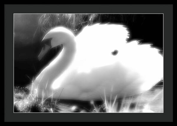 Black and White Swan - Framed Print