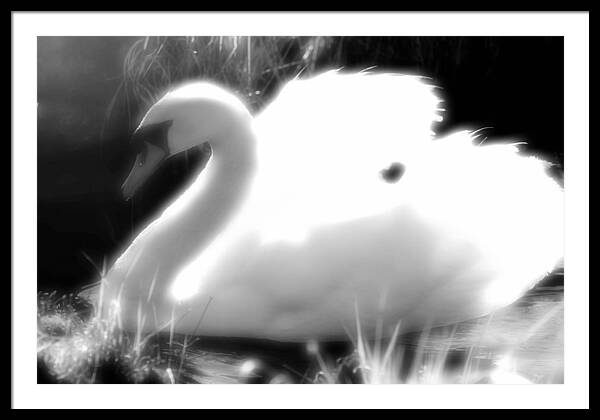 Black and White Swan - Framed Print