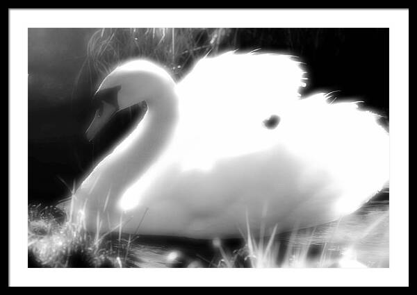 Black and White Swan - Framed Print