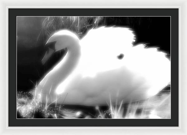 Black and White Swan - Framed Print