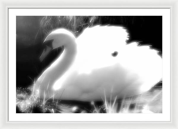 Black and White Swan - Framed Print