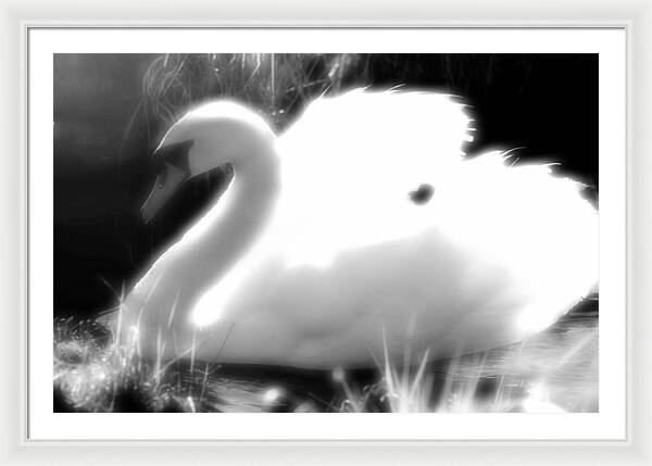 Black and White Swan - Framed Print