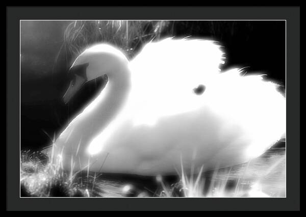 Black and White Swan - Framed Print