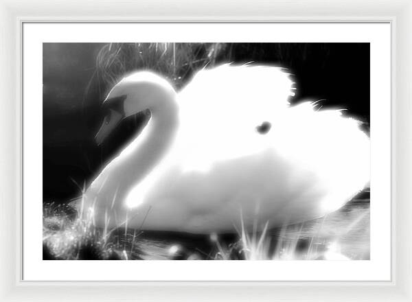 Black and White Swan - Framed Print