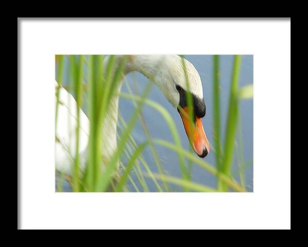 Mute Swan Behind Tall Grass - Framed Print