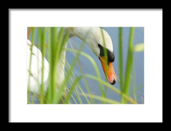 Mute Swan Behind Tall Grass - Framed Print