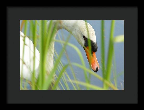 Mute Swan Behind Tall Grass - Framed Print